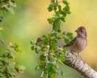 Male Cassins finch, fall, Capulin Springs trail, Cibola National Forest, New Mexico Art Print